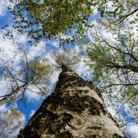 Вы шумите, шумите.. :: Галина Ложечникова