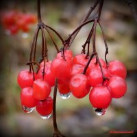 И слёзы льёт октябрь за окном... :: Андрей Заломленков