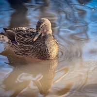 * :: Svetlana Galvez