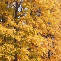 Золотая осень в Коломенском :: Елена Семигина