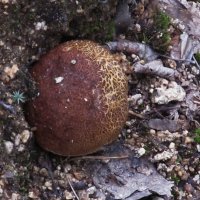 в парке :: Елена Шаламова