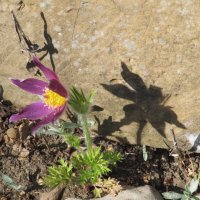 был апрель :: Елена Шаламова был апрель :: Елена Шаламова