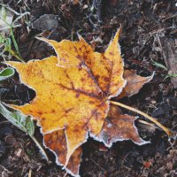 *** :: Елена Kазак (selena1965)