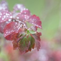 **** :: Владимир Безбородов **** :: Владимир Безбородов