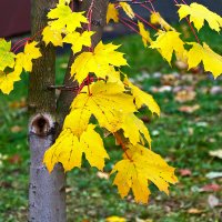 Осенний этюд :: Светлана 