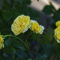 *** :: Александр 