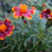 ...после дождика... :: Галина 