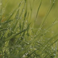 Эксперименты :: Светлана Тихонина