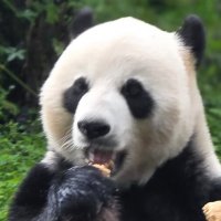 Большая панда (бамбуковый медведь) :: Николай Большая панда (бамбуковый медведь) :: Николай