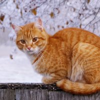 Кот. :: сергей ермошкин