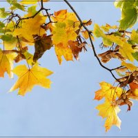 Веточка клёна :: Юрий Велицкий