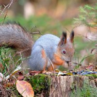 *** :: Александр Зуев