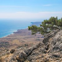 сосна "крыло дельтаплана" :: РозаВетроф 