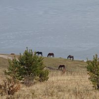 лошади у озера :: Андрей Катков