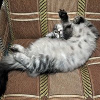 Барсик. :: Алексей Бубнов