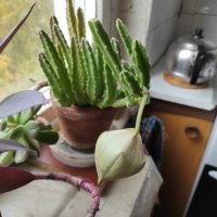 Бутон :: Игорь Ч.