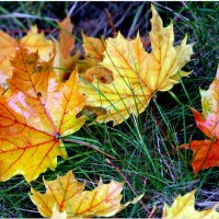 Ведь лето промчалось синицей, Красиво, но просто в момент! :: "The Natural World" Александер
