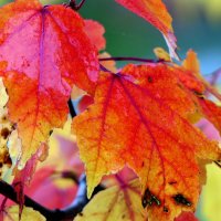 Лист качается узорный В синей луже на воде. :: "The Natural World" Александер Лист качается узорный В синей луже на воде. :: "The Natural World" Александер