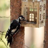 *** :: Виталий Бенгард