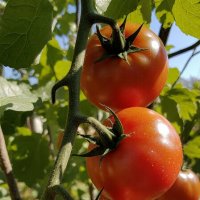 A close-up of plump, vibrant, red, fresh tomatoes :: Vsevolod Boicenka