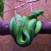 Зелёный полоз :: Marina Pavlova