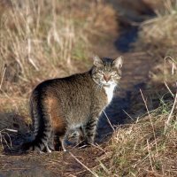 На узкой тропинке :: Валерий