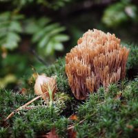 Загадочный лес... :: Валерий Гришин Загадочный лес... :: Валерий Гришин