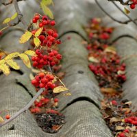 сюжеты октября  6 :: Александр Прокудин