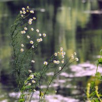 они на радость нам даны :: Олег Лукьянов