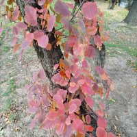 Осенняя нежность! :: Надежда 