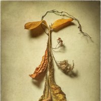 Гербарий осени... :: Oleg Rastorguev