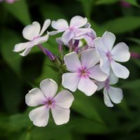 Флоксы :: Дмитрий И_