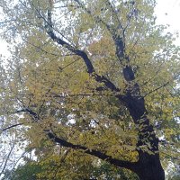 Осень в Петербурге. :: Светлана Калмыкова Калмыкова