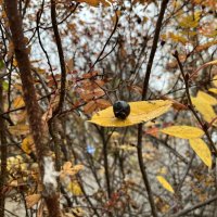 Осенний сюжет. :: Olga Oskolkova