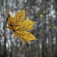 Из истории одиноких листочков. :: Любовь 