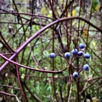 В природе нет прямых линий). :: Любовь В природе нет прямых линий). :: Любовь