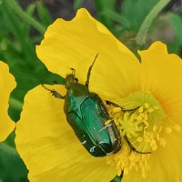 Бронзовка :: Любовь Сахарова Бронзовка :: Любовь Сахарова