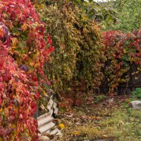 На заднем дворе :: Игорь Сикорский