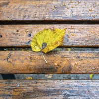 Прилипший :: Валерий Иванович