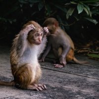 НА ОСТРОВЕ ОБЕЗЪЯН (ХАЙНАНЬ) :: Александр 