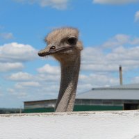 страус :: Гульфина Булатова