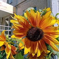 Цветы. :: Владимир Драгунский