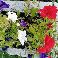 Цветы. :: Владимир Драгунский