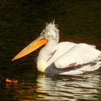 Пеликан и лист осенний :: Юрий. Шмаков