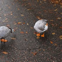Один кричит, второй кланяется на прощание.. :: Татьяна Помогалова