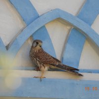 турецкая пустельга :: Конрад Карлович Михельсон