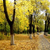 Золотыми аллеями :: Елена Семигина Золотыми аллеями :: Елена Семигина