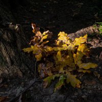 Жёлтые дубовые листья в солнечном свете :: Александр Синдерёв