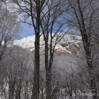 Природа Крыма :: Amazing Cosmea