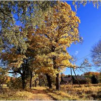 Октябрь...... :: Валерия Комова